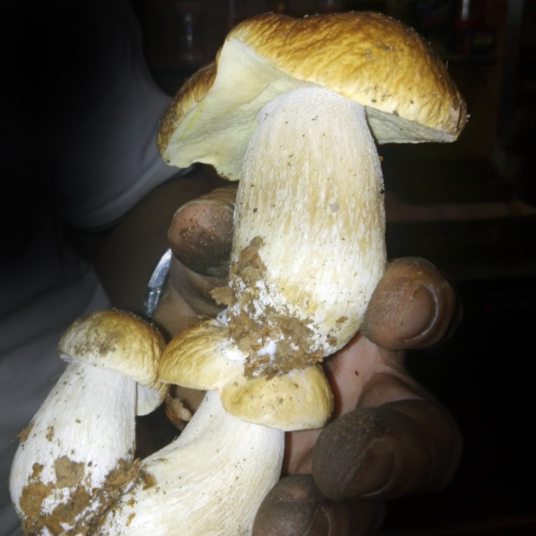 Porcini